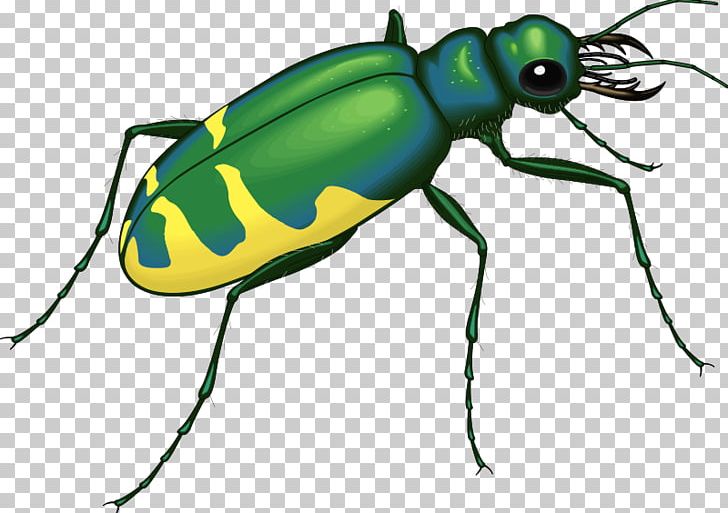 Beetle Bugs And Insects Interesting Insects Insects And Bugs PNG, Clipart, Animals, Arthropod, Beetle, Bug, Drawing Free PNG Download
