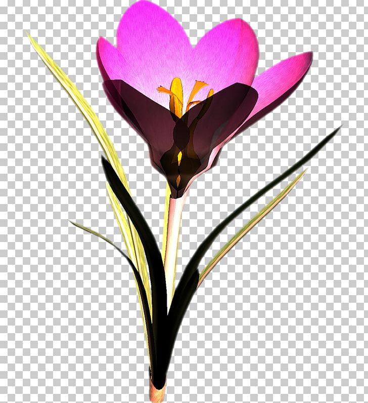 Crocus Flower Snowdrop PNG, Clipart, Autumn Crocus, Crocus, Cut Flowers, Download, Flower Free PNG Download