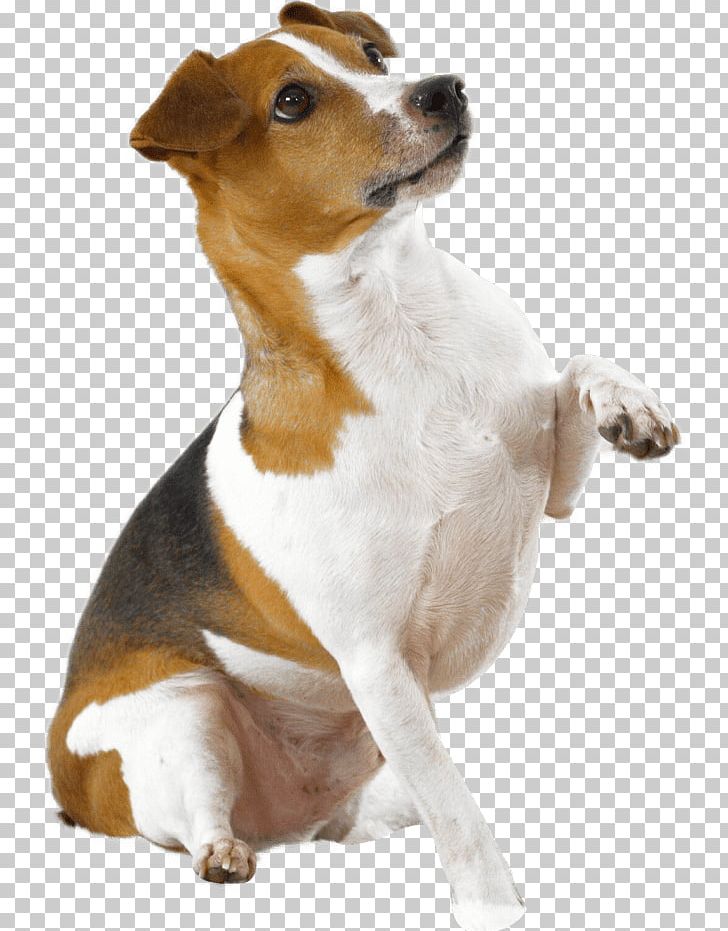 Dog Breed Jack Russell Terrier Parson Russell Terrier Smooth Fox Terrier PNG, Clipart, Bra, Carnivoran, Companion Dog, Dog Breed, Dog Breed Group Free PNG Download