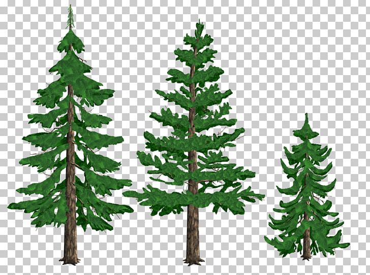 Pine Drawing Tree Conifers Fir PNG, Clipart, Art, Biome, Branch, Christmas Decoration, Christmas Ornament Free PNG Download