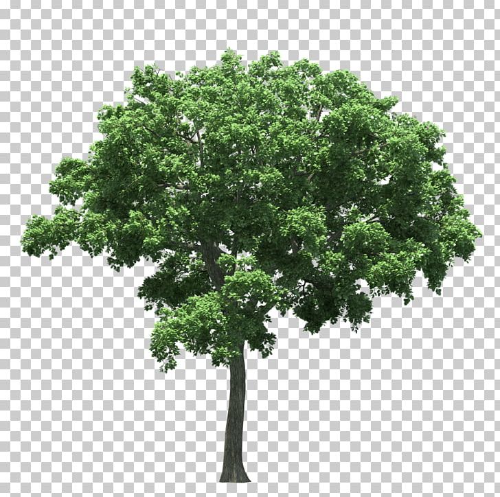 Populus Nigra Tree PNG, Clipart, Branch, Clip Art, Computer Icons, Cottonwood, Eucalyptus Free PNG Download