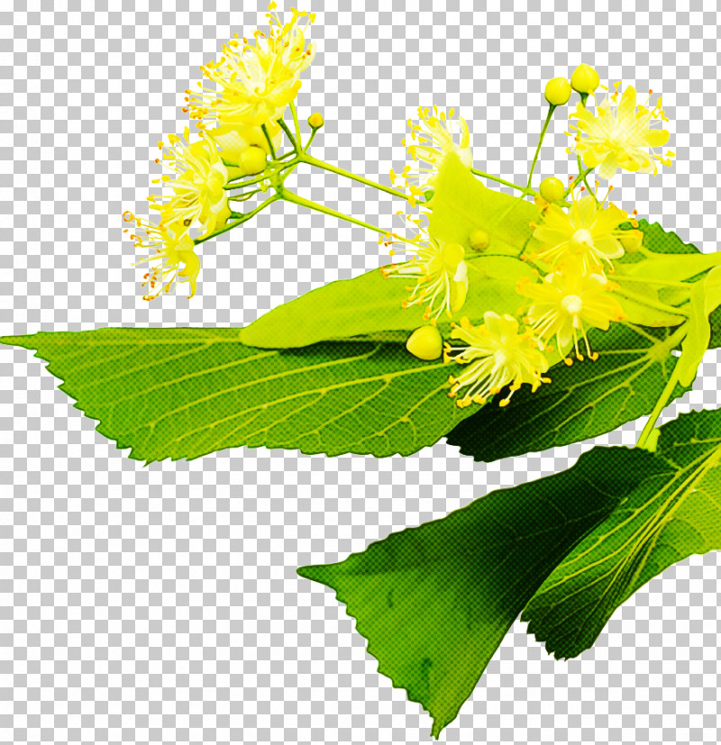 Mimosa PNG, Clipart, Biology, Flower, Mimosa, Plant, Science Free PNG Download