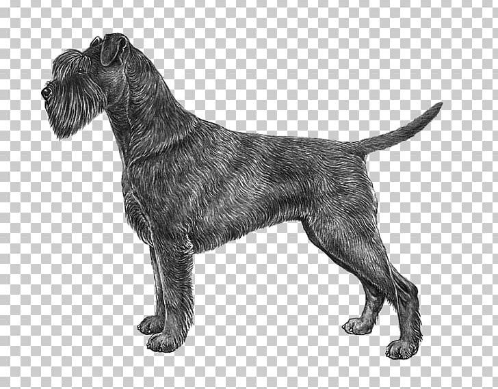 Boxer Vizsla Maltese Dog Drawing PNG, Clipart, Carnivoran, Dog Breed, Dog Like Mammal, Mammal, Miniature Schnauzer Free PNG Download