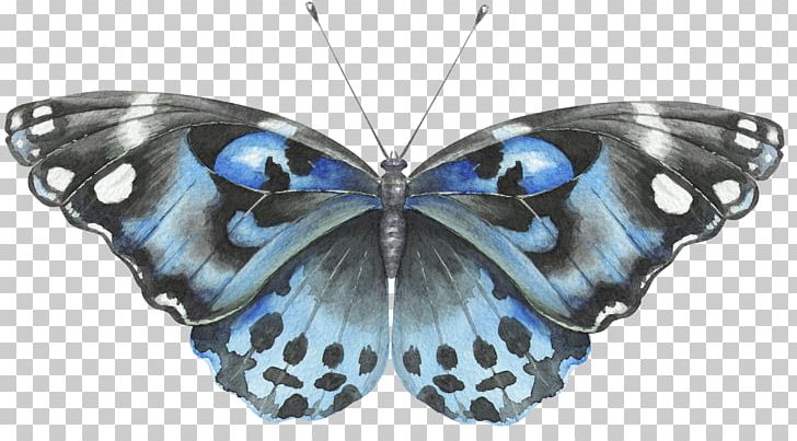 Butterfly Euclidean PNG, Clipart, Antenna, Arthropod, Blue, Blue, Blue Abstract Free PNG Download