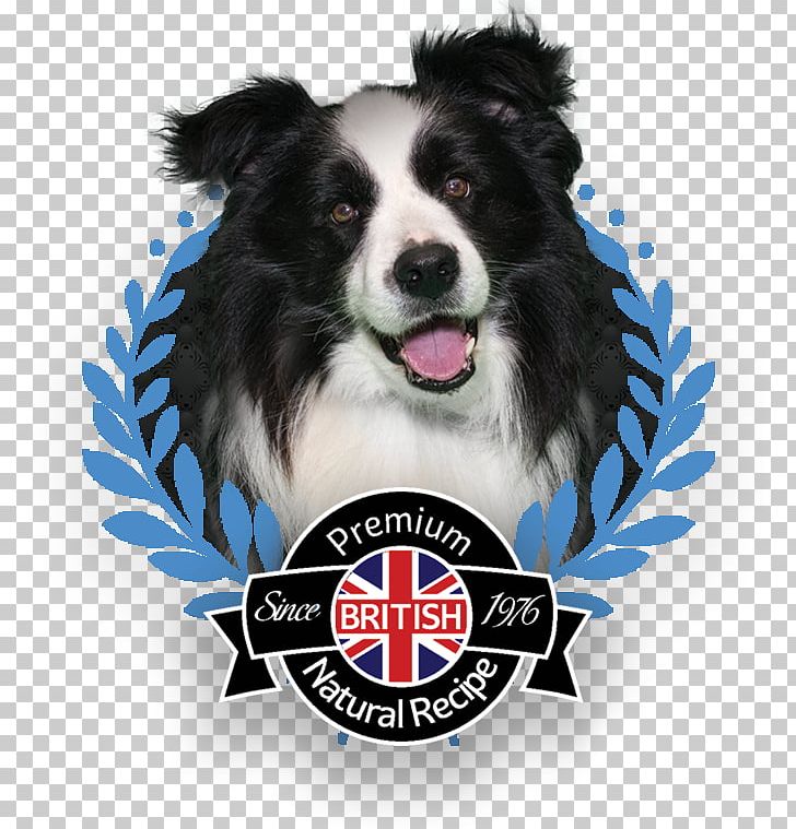 Dog Breed Border Collie Rough Collie Companion Dog Snout PNG, Clipart, Border Collie, Breed, Carnivoran, Companion Dog, Dog Free PNG Download