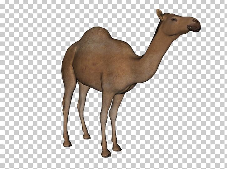 Dromedary PNG, Clipart, Animal Figure, Arabian Camel, Camel, Camel Like Mammal, Digital Image Free PNG Download