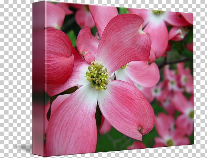 Mallows Pink M Plant Stem Herbaceous Plant PNG, Clipart, Blossom, Dogwood, Family, Flora, Flower Free PNG Download
