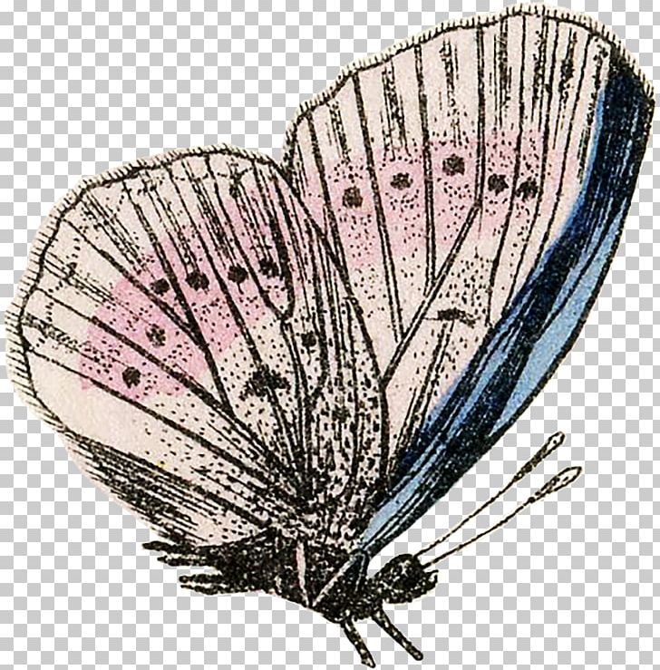 Moth Insect Wing Fan Plants PNG, Clipart, Arthropod, Butterfly, Decorative Fan, Fan, Insect Free PNG Download