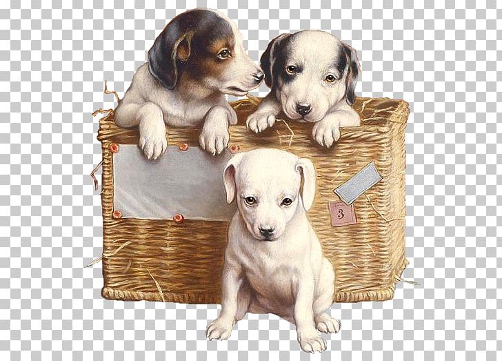 Puppy Dog Breed Jack Russell Terrier Siberian Husky Dachshund PNG, Clipart, Carnivoran, Cat, Companion Dog, Cuteness, Dachshund Free PNG Download