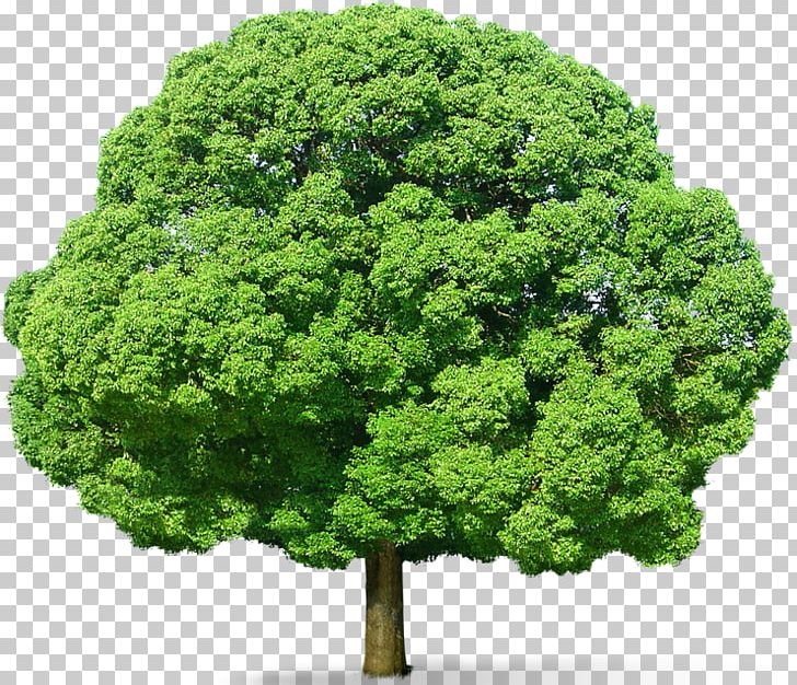 Tree PNG, Clipart, Art Green, Branch, Clipart, Clip Art, Evergreen Free PNG Download