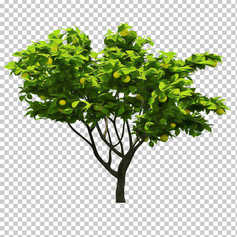 Plane PNG, Clipart, Branch, Flower, Grass, Green, Leaf Free PNG Download