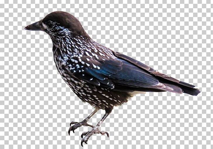 Bird American Crow PNG, Clipart, American Crow, Animals, Bird, Birds, Common Raven Free PNG Download
