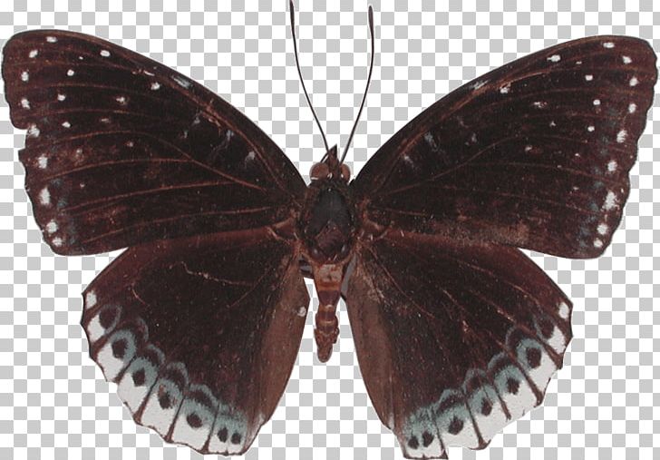 Butterfly Moth Archduke Lexias Pardalis Brush-footed Butterflies PNG, Clipart, Archduke, Arthropod, Brush Footed Butterfly, Butterfly, Genus Free PNG Download