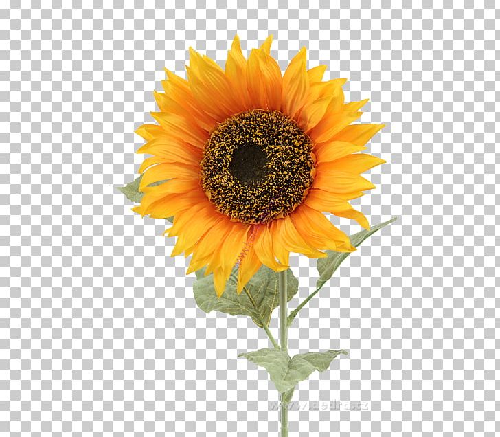 Common Sunflower Vase Ceramic Artificial Flower PNG, Clipart, Annual Plant, Apartment, Artificial Flower, Asterales, Cena Free PNG Download