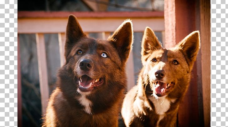 Australian Kelpie Dog Breed Snout Razas Nativas Vulnerables PNG, Clipart, Australia, Australian Kelpie, Australians, Breed, Dog Free PNG Download