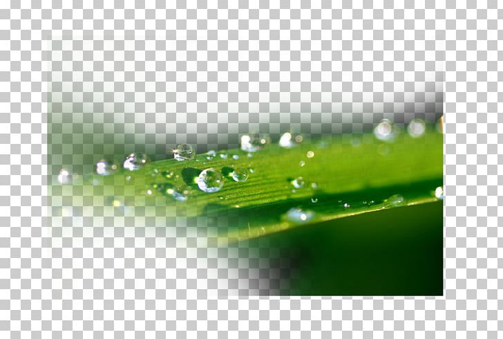 Dew Drop Water Splash PNG, Clipart, Annoyance, Blood Drop, Computer Wallpaper, Data, Dew Free PNG Download