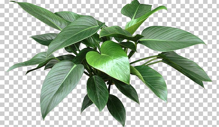 Philodendron Bipinnatifidum Houseplant Garden Dumb Canes Swiss Cheese Plant PNG, Clipart, Arum, Canes, Congo, Dumb, Dumb Canes Free PNG Download