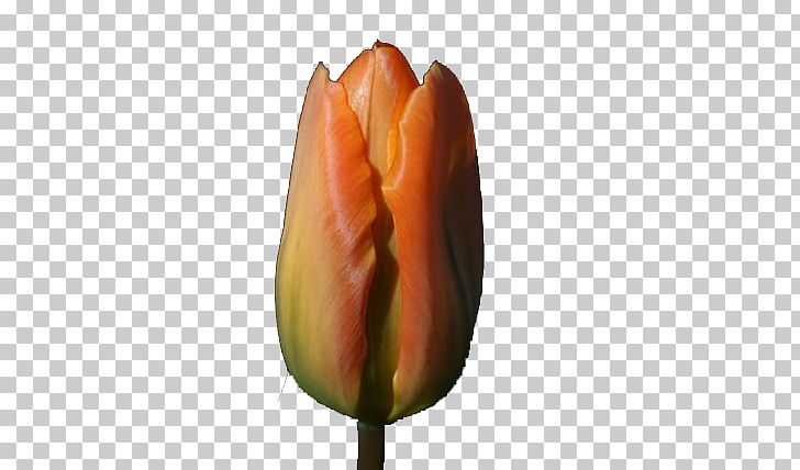 Tulip Flower PNG, Clipart, Beautiful, Bud, Buds, Computer Wallpaper, Designer Free PNG Download
