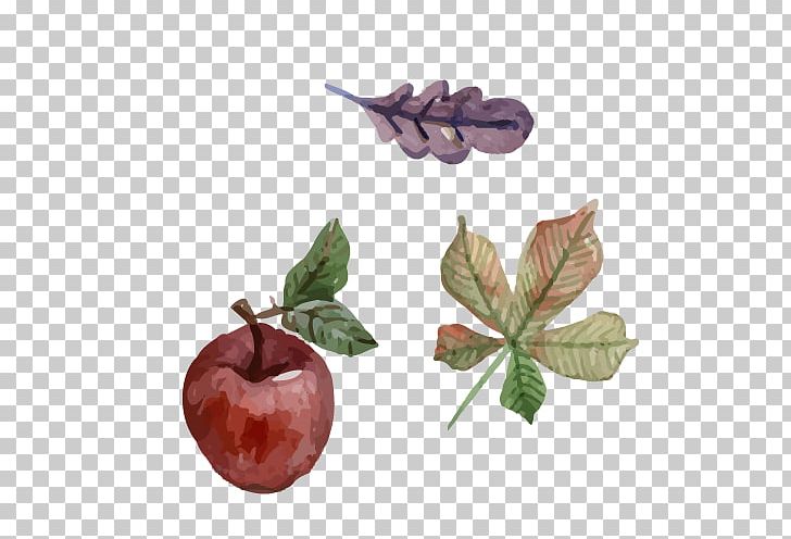 Watercolor Painting Illustration PNG, Clipart, Apple, Apple Fruit, Apples Vector, Banana Leaves, Encapsulated Postscript Free PNG Download