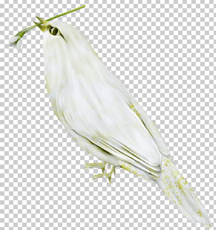 Bird Finch Beak Feather Wing PNG, Clipart, Animals, Beak, Bird, Fauna, Feather Free PNG Download