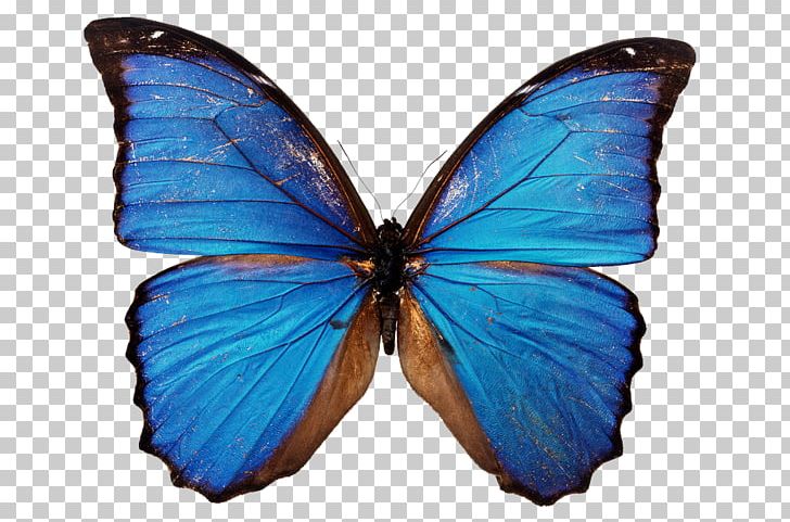 Butterfly Morpho Menelaus Blue Stock Photography Insect PNG, Clipart, Blue, Blue Butterfly, Brush Footed Butterfly, Butterflies, Butterflies And Moths Free PNG Download