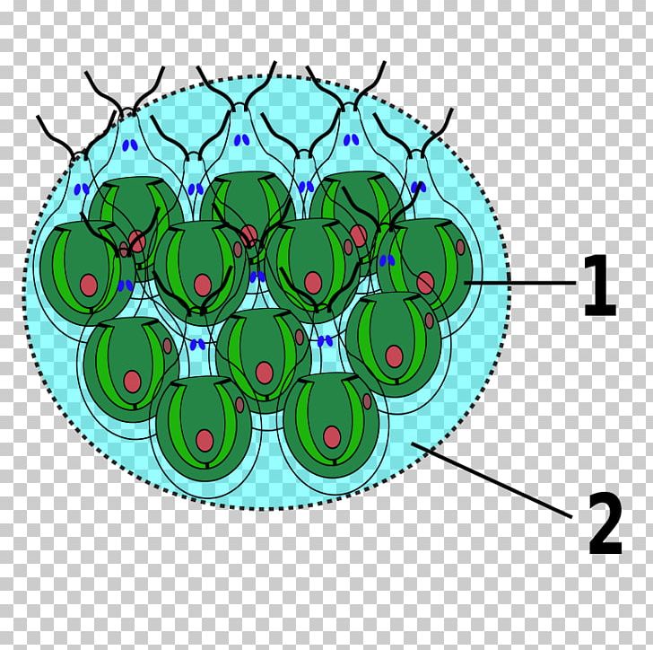 Gonium Chlamydomonas Zellkolonie Green Algae PNG, Clipart, Algae, Area, Biology, Cell, Chlamydomonas Free PNG Download