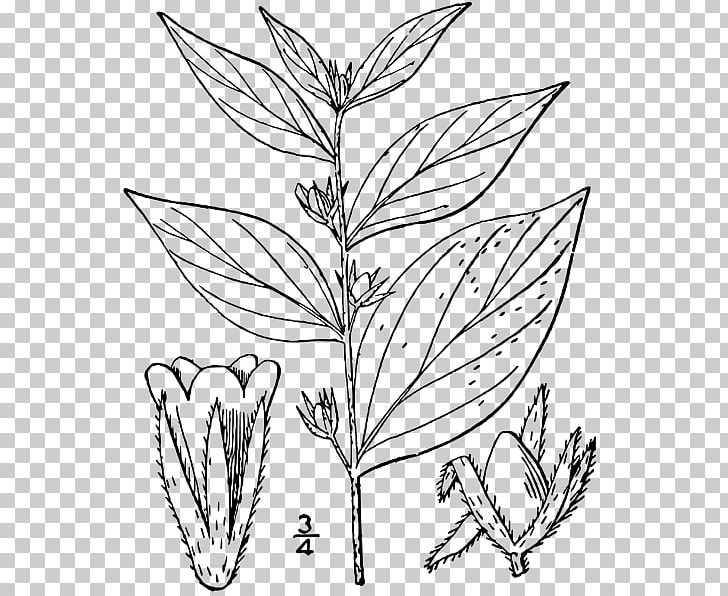 Lithospermum Latifolium Species Crinum Latifolium Plant PNG, Clipart, Black And White, Borage, Branch, Commodity, Common Name Free PNG Download