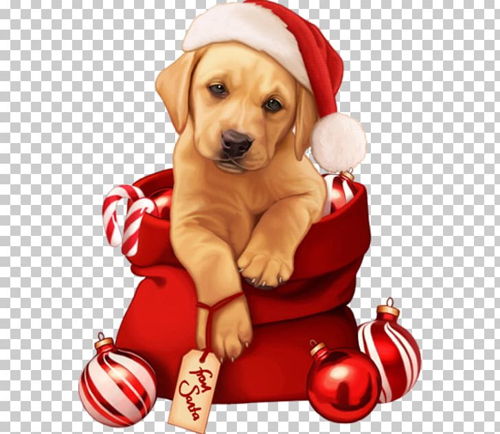 Puppy Pug New Year Christmas 0 PNG, Clipart, Animals, Carnivoran, Christmas Decoration, Companion Dog, Dog Breed Free PNG Download