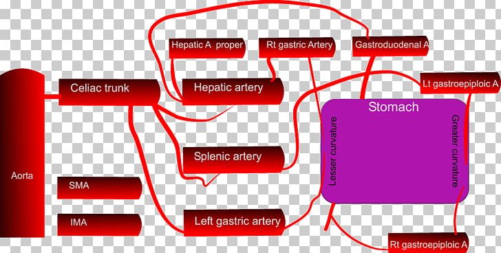 Stomach Artery Blood Schematic Abdomen PNG, Clipart, Abdomen, Abdominal Aorta, Angle, Area, Arterial Blood Free PNG Download