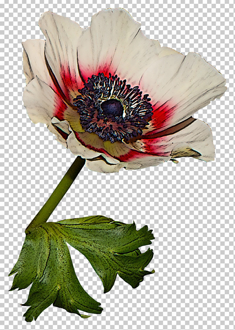 Flower Plant Petal Oriental Poppy Anemone PNG, Clipart, Anemone, Barberton Daisy, Flower, Gerbera, Oriental Poppy Free PNG Download