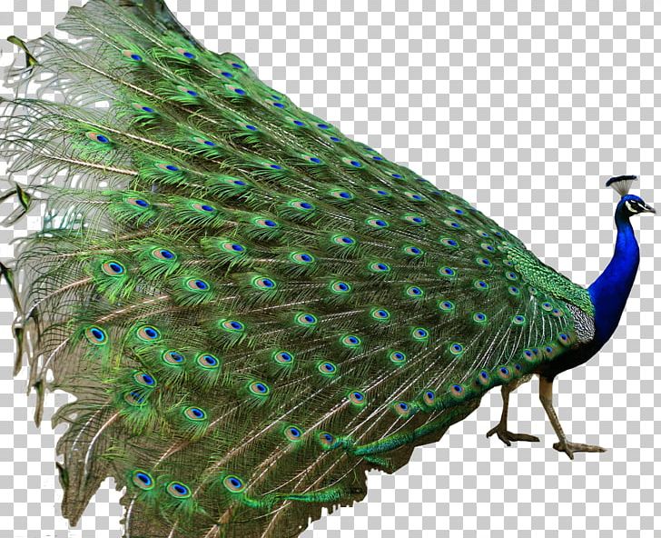 Asiatic Peafowl Indian Roller Bird Green Peafowl PNG, Clipart, Animals, Asiatic Peafowl, Beak, Bird, Fauna Free PNG Download
