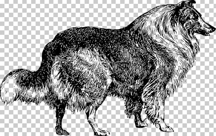 Border Collie Rough Collie Arctic Fox Drawing PNG, Clipart, Animal Play, Animals, Arctic Fox, Black And White, Border Collie Free PNG Download