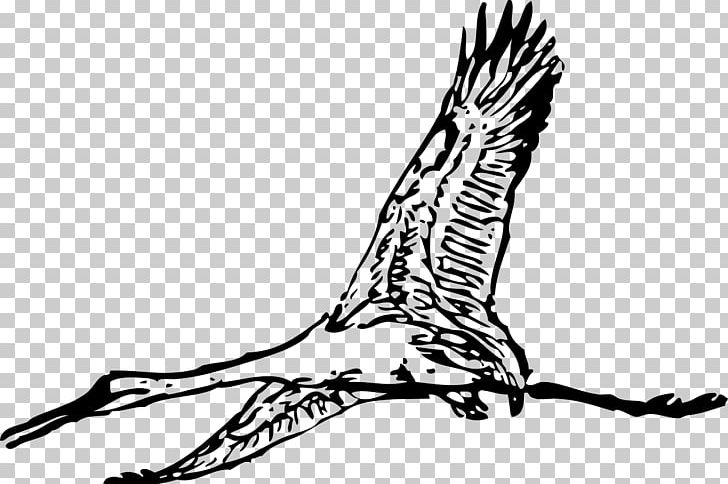 Bird Crane PNG, Clipart, Beak, Bird, Bird Flight, Bird Of Prey, Black And White Free PNG Download