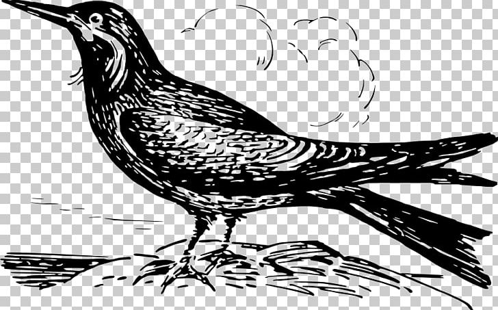 Bird Beak Drawing Inca Tern PNG, Clipart, Animal, Animals, Art, Artwork, Beak Free PNG Download