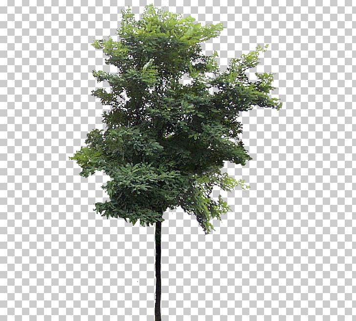 Tree Cercis Siliquastrum PNG, Clipart, 3d Computer Graphics, Branch, Computer Graphics, Download, Evergreen Free PNG Download