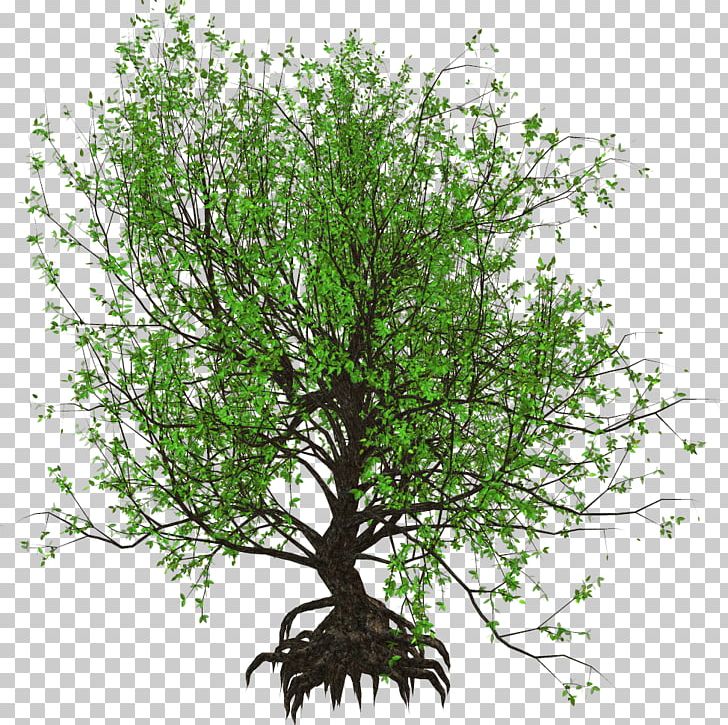 Branch Trees For Small Gardens Garden Design PNG, Clipart, Agac, Agac Resimleri, Branch, English Landscape Garden, Fence Free PNG Download