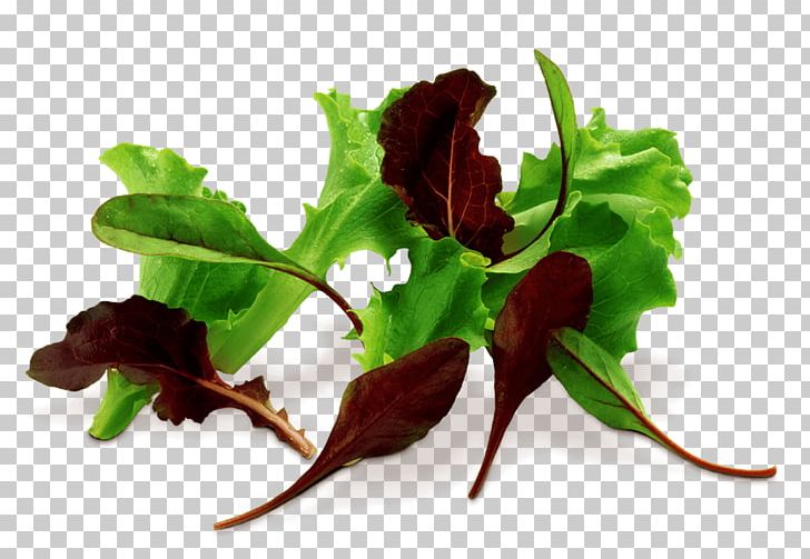 Chard Leaf PNG, Clipart, Chard, Leaf, Leaf Vegetable, Pak Choi, Plant Free PNG Download