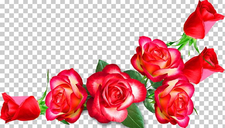 Garden Roses Cut Flowers PNG, Clipart, Cut Flowers, Floral Design, Floristry, Flower, Flower Arranging Free PNG Download