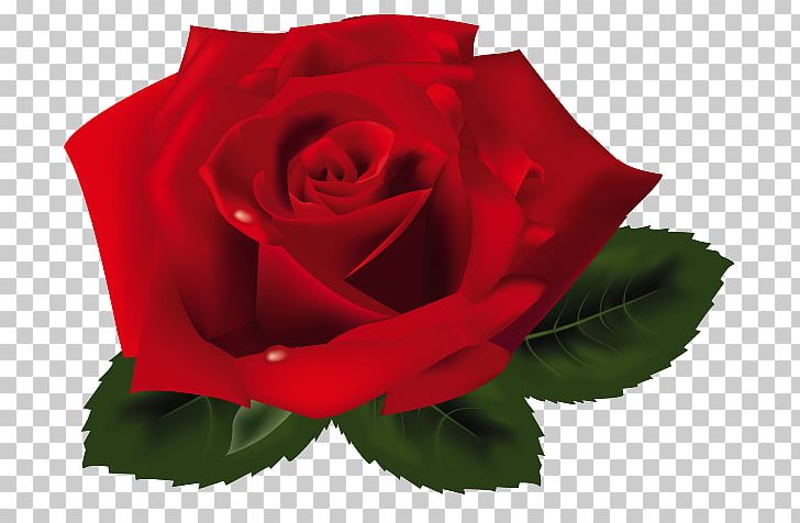 Rose PNG, Clipart, China Rose, Color, Cut Flowers, Encapsulated Postscript, Floribunda Free PNG Download