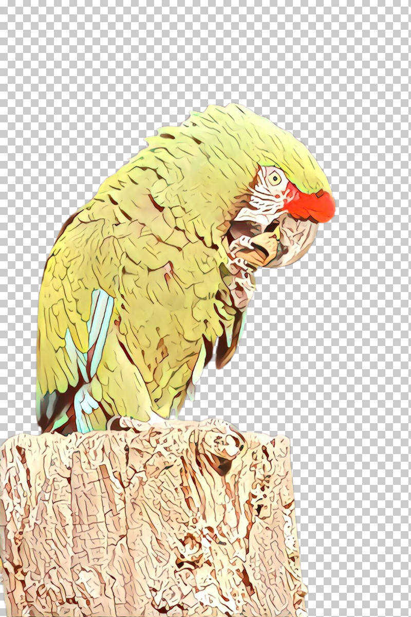 Bird Parrot Parakeet Beak Macaw PNG, Clipart, Beak, Bird, Bird Supply, Macaw, Parakeet Free PNG Download