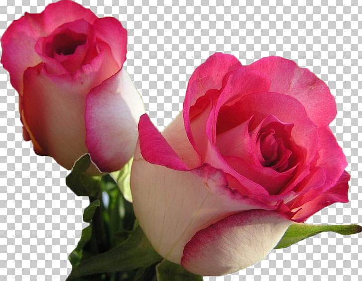 Rose Desktop Flower Bouquet Blossom PNG, Clipart, Anniversary, Blossom, Blue Rose, Bocah, Bud Free PNG Download