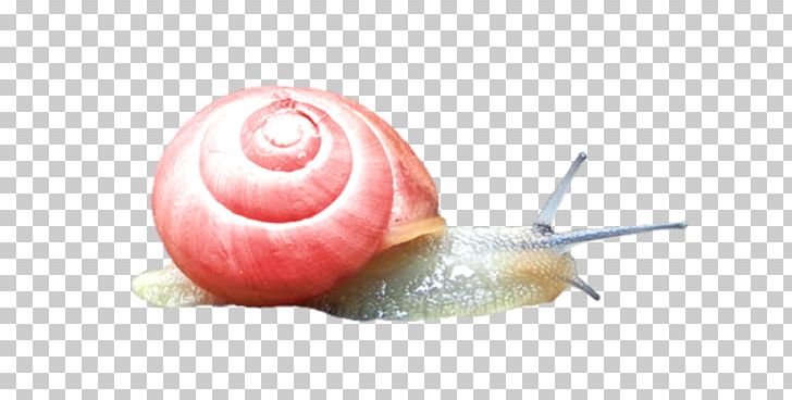 Snail Slime Escargot PNG, Clipart, Animals, Cartoon, Cartoon Snail, Creative, Download Free PNG Download