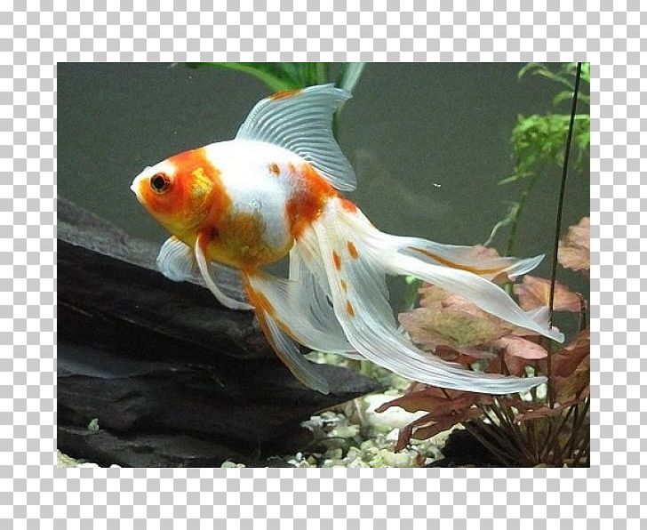 Veiltail Common Goldfish Koi Aquarium PNG, Clipart, Animals, Aquarium, Bony Fish, Breed, Carassius Auratus Free PNG Download