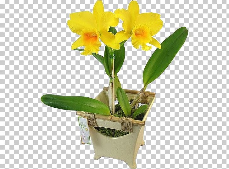 Cattleya Orchids Moth Orchids Boat Orchid Flower PNG, Clipart, Artificial Flower, Boat, Boat Orchid, Cattleya, Cattleya Orchids Free PNG Download