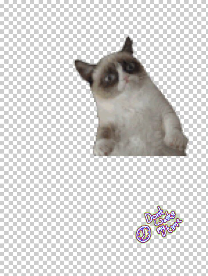 Grumpy Cat Desktop Kitten PNG, Clipart, Animals, Bad Kitty, Carnivoran, Cat, Cat Like Mammal Free PNG Download