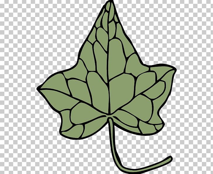 Ivy Vine PNG, Clipart, Artwork, Download, Drawing, Flora, Flower Free PNG Download