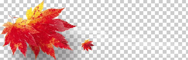 Maple Leaf PNG, Clipart, Autumn, Autumnal, Autumn Background, Autumn Leaf, Autumn Leaves Free PNG Download
