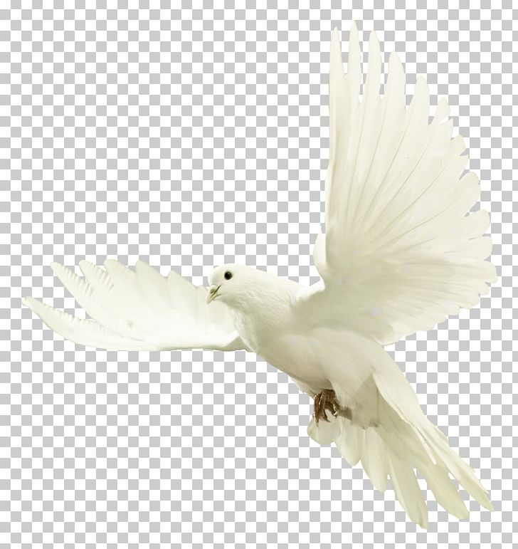 Dove PNG, Clipart, Animal, Animals, Beak, Bird, Bird Of Prey Free PNG Download