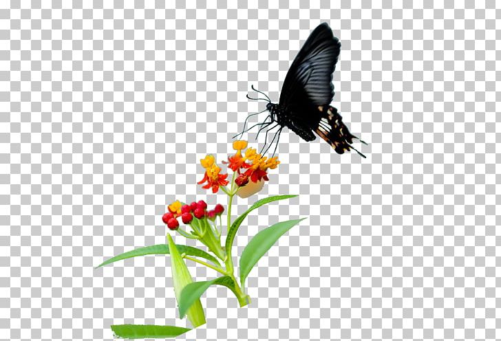 Butterfly Nymphalidae Nectar Flower Pollen PNG, Clipart, Arthropod, Brush Footed Butterfly, Encapsulated Postscript, Flower, Flowers Free PNG Download