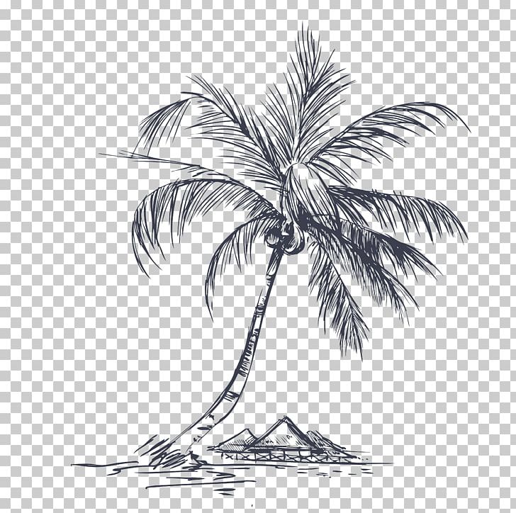 Coconut Tree PNG, Clipart, Arecales, Black And White, Branch, Cartoon, Coconut Trees Free PNG Download